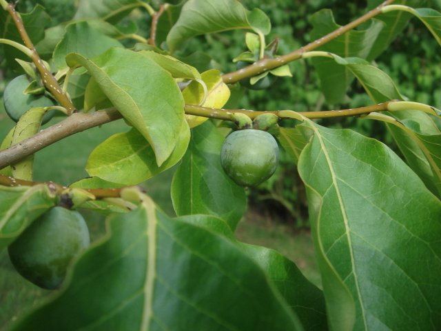 Diospyros lotus fruit